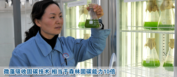 微藻吸收固碳技術 相當于森林固碳能力10倍