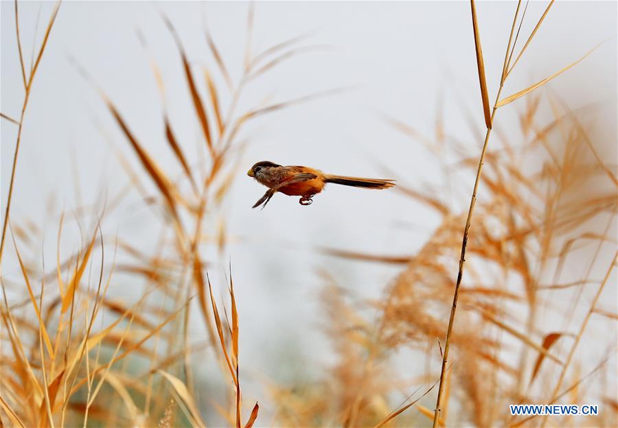 #CHINA-NATURE-ANIMAL (CN)
