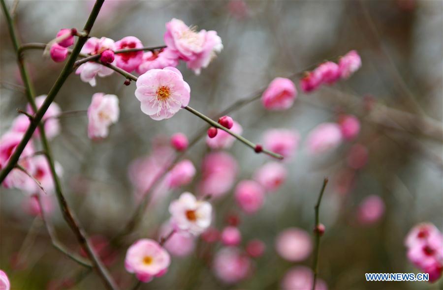 #CHINA-SPRING-PLUM BLOSSOM (CN)