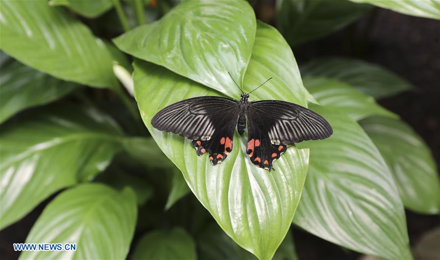 BRITAIN-LONDON-EXHIBITION-BUTTERFLIES