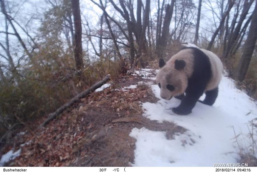 CHINA-GANSU-LONGNAN-WILD GIANT PANDA (CN)