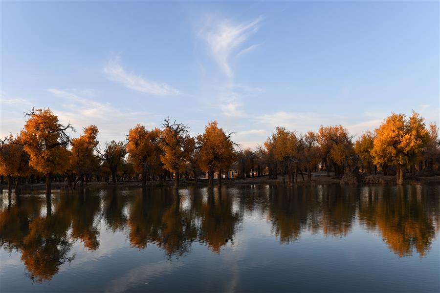 CHINA-INNER MONGOLIA-POPULUS EUPHRATICA-SCENERY (CN)
