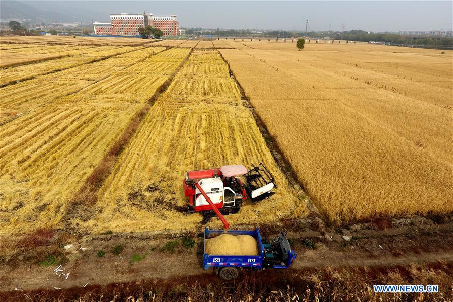 CHINA-AUTUMN-HARVEST (CN)