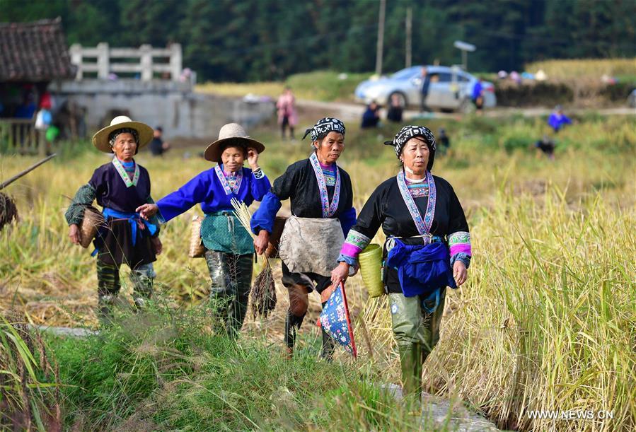 CHINA-GUANGXI-ANTAI-RICE-HARVEST (CN)