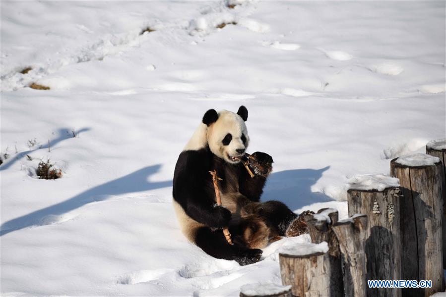 CHINA-HEILONGJIANG-GIANT PANDAS (CN)