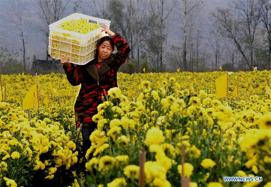 CHINA-HENAN-CHRYSANTHEMUM INDUSTRY (CN)