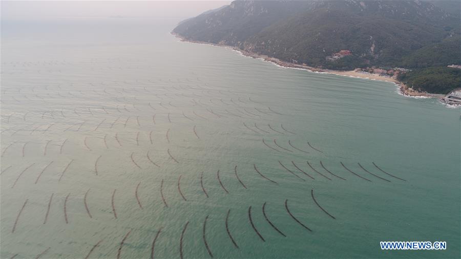 #CHINA-GUANGDONG-NAN'AO-DRIED LAVER (CN)