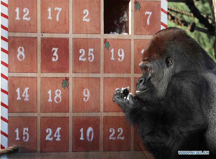 BRITAIN-LONDON-ZSL LONDON ZOO-CHRISTMAS TREAT