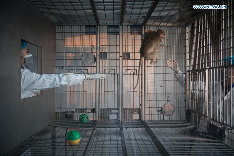 CHINA-SHANGHAI-GENE-EDITED MONKEYS (CN)