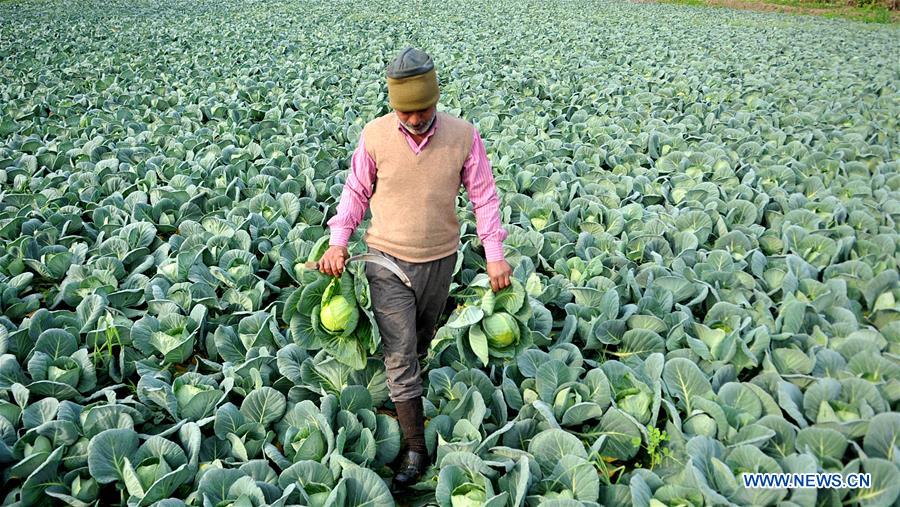 KASHMIR-JAMMU-CABBAGE FARMING