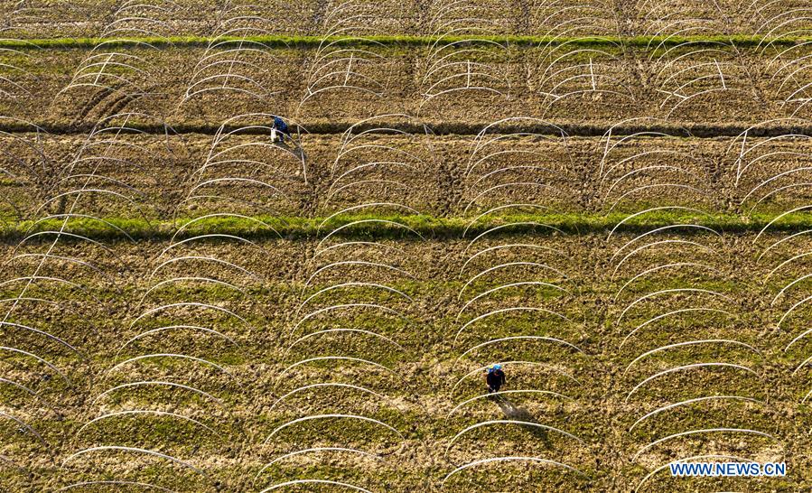 #CHINA-SPRING-FARM WORK (CN)