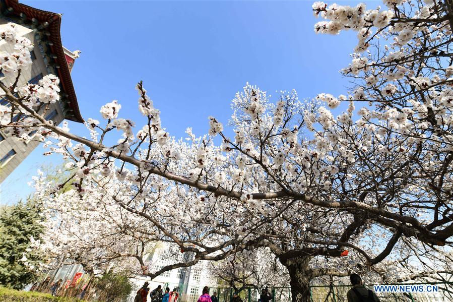 CHINA-HARBIN-APRICOT FLOWERS (CN)