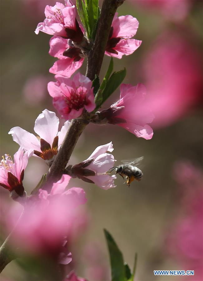 #CHINA-GANSU-DUNHUANG-PEACH BLOSSOM (CN)