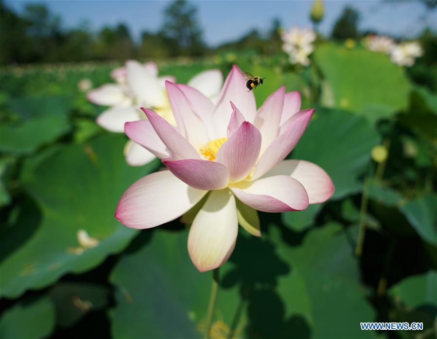 U.S.-WASHINGTON D.C.-SUMMER-GARDEN-SCENERY