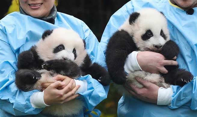 Two giant pandas born in Belgium win "Panda Cub of the Year" Gold Award