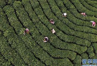 茶鄉&ldquo;搶&rdquo;春