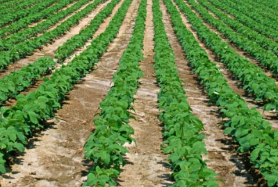 多項(xiàng)改革齊發(fā)力 農(nóng)村有望迸發(fā)新活力