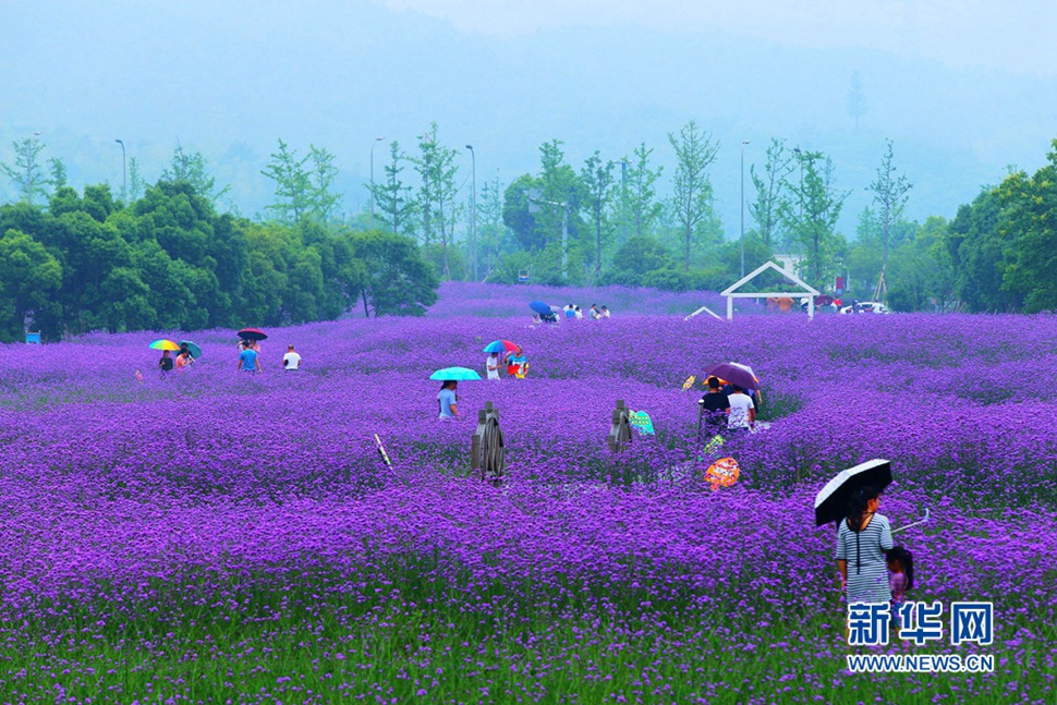 雨中游蓀湖花海，美翻了！