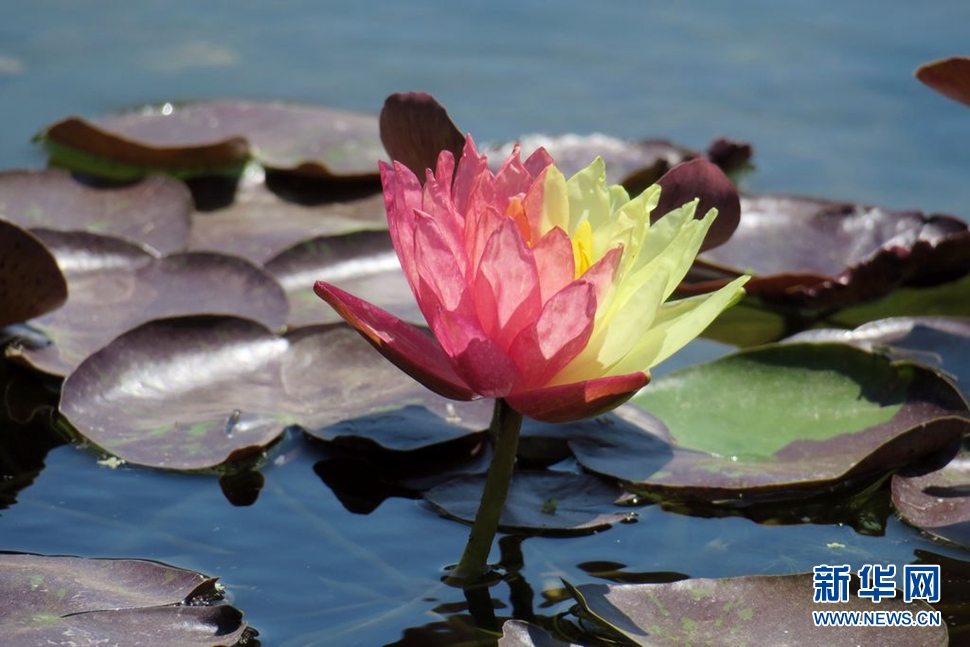 觀賞珍稀睡蓮“萬維莎”