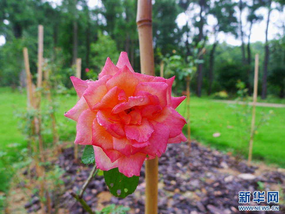 邂逅“桃園山居”