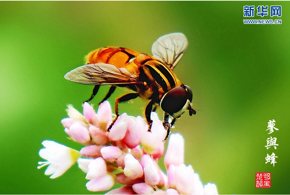 蓼與蜂、蜘蛛