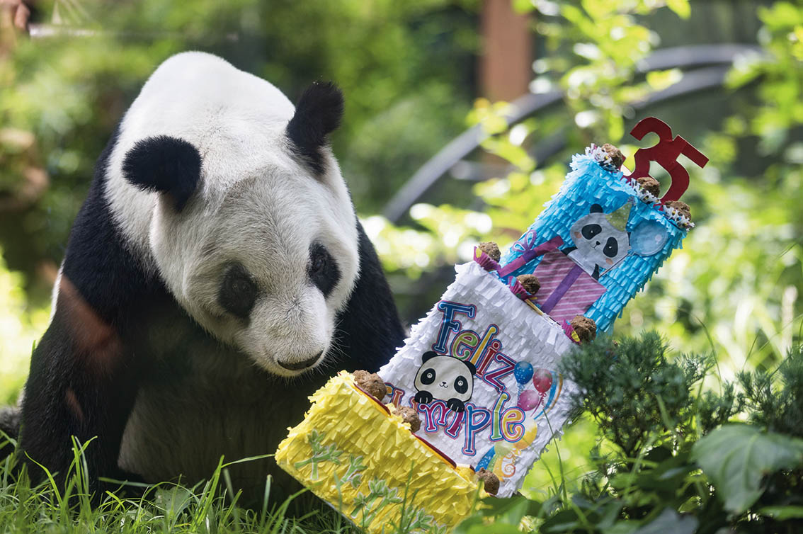 大熊貓“欣欣”見證中外生態文明交流與友誼