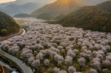 浙江紹興:櫻花谷飄香迎客來(lái)
