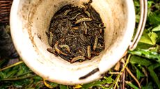 中非共和國(guó):叢林深處蟲(chóng)子宴