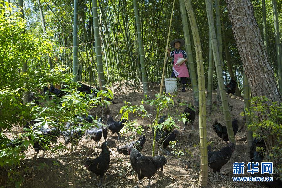（新華全媒頭條&middot;圖文互動）（2）赤水：別了，貧困！