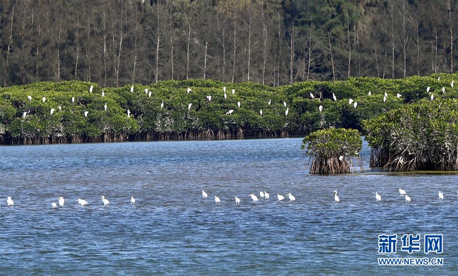 （圖文互動）（2）十年樹木、紅樹成林&mdash;&mdash;&ldquo;海上森林&rdquo;回歸記