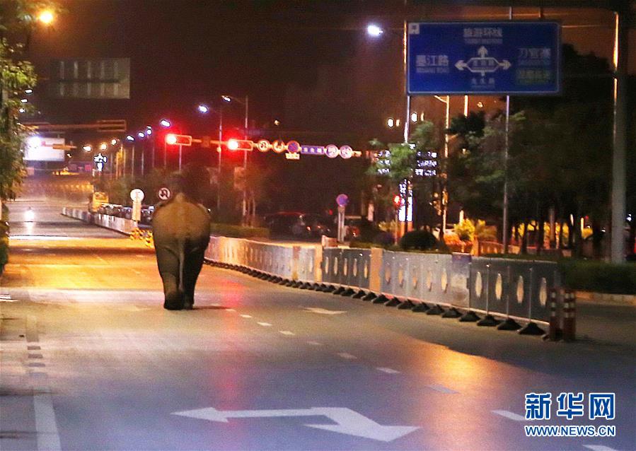 （社會）云南普洱鬧市區上演&ldquo;象出沒&rdquo;