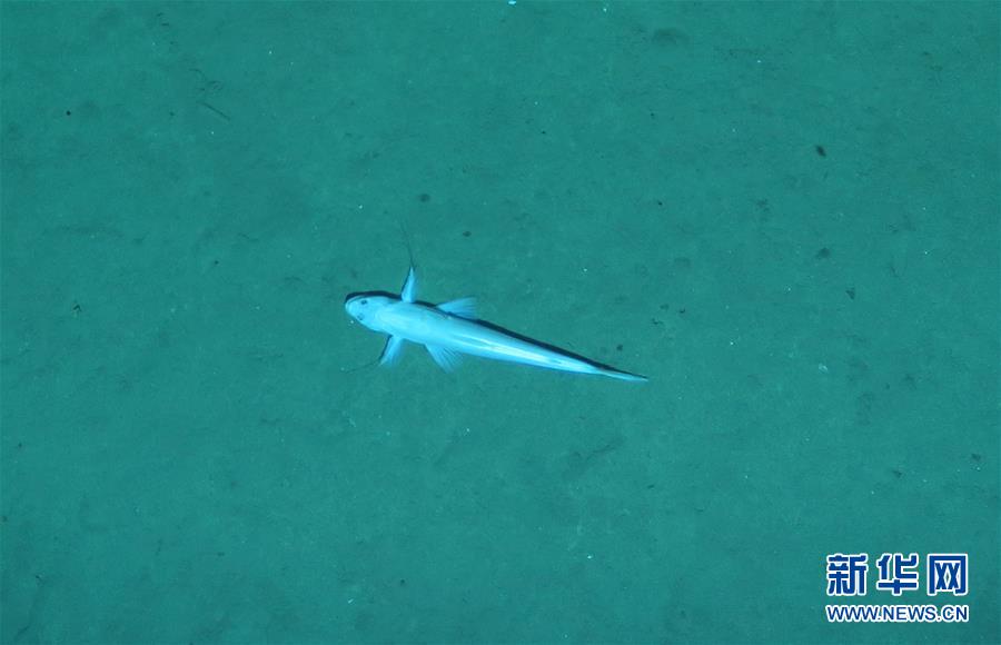 （社會）（1）&ldquo;潛龍三號&rdquo;&ldquo;曝光&rdquo;深海生物