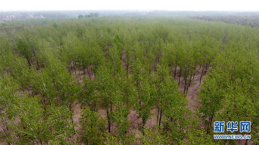 （在習近平新時代中國特色社會主義思想指引下&mdash;&mdash;新時代新氣象新作為&middot;圖文互動）（2）河南民權：三代造林人接力68年播綠黃河故道