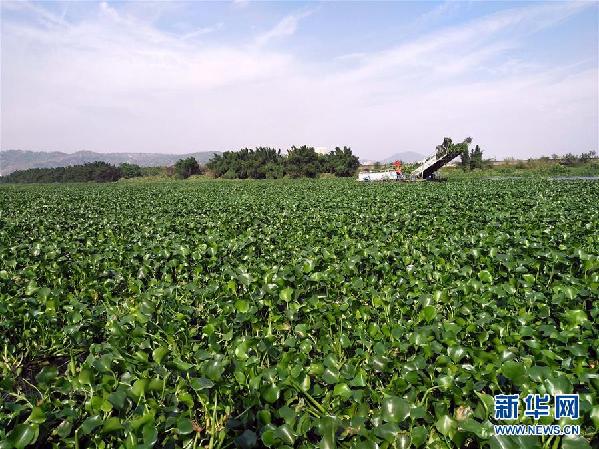 (圖文互動)(4)“白練”變“黑龍”,江河變“草原”--粵東母親河為何污染20多年難治理?