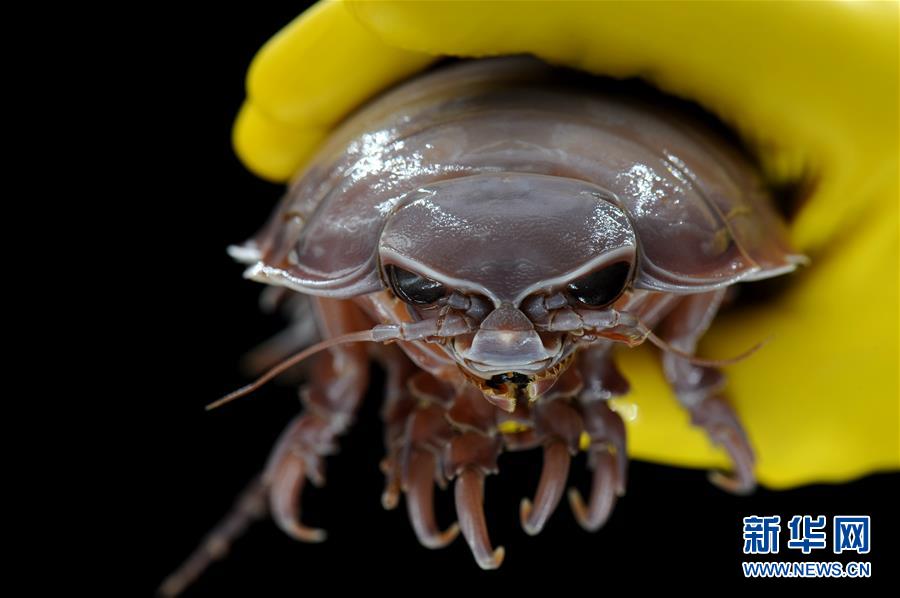 (圖文互動)(6)到南海“海馬冷泉”探秘海底的“生命綠洲”