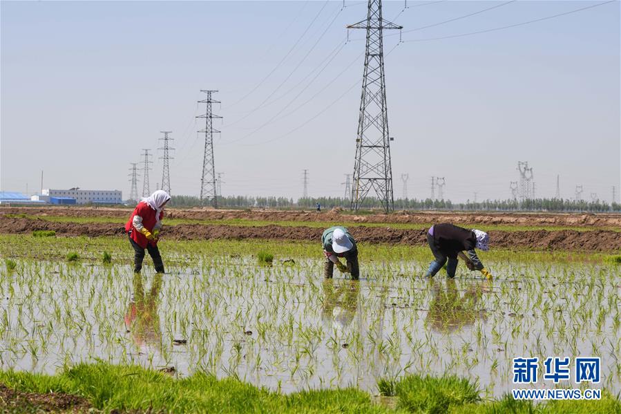 (社會(huì))(3)昔日鹽堿地 今日插秧忙