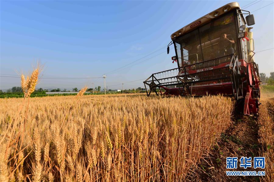 #（經濟）（3）芒種時節麥收忙