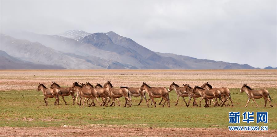 （新華全媒頭條&middot;圖文互動）（9）跨越千里的遠行&mdash;&mdash;西藏首批高海拔地區群眾生態搬遷實錄