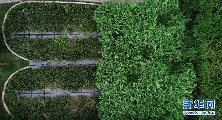 （在習近平新時代中國特色社會主義思想指引下&mdash;&mdash;新時代新作為新篇章&middot;圖文互動）（3）稀奇！治污濕地成了休閑公園&mdash;&mdash;江蘇蘇州全域推進農(nóng)村生活污水治理