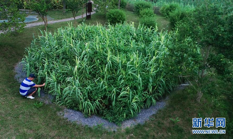 （在習近平新時代中國特色社會主義思想指引下&mdash;&mdash;新時代新作為新篇章&middot;圖文互動）（4）稀奇！治污濕地成了休閑公園&mdash;&mdash;江蘇蘇州全域推進農(nóng)村生活污水治理