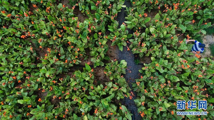 （在習近平新時代中國特色社會主義思想指引下&mdash;&mdash;新時代新作為新篇章&middot;圖文互動）（5）稀奇！治污濕地成了休閑公園&mdash;&mdash;江蘇蘇州全域推進農(nóng)村生活污水治理