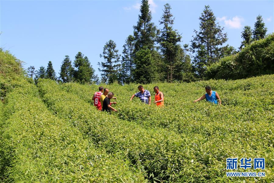 (新華全媒頭條·圖文互動)(1)安吉白茶奔向扶貧一線——浙江黃杜村農(nóng)民黨員先富幫后富向貧困地區(qū)捐贈“扶貧苗”
