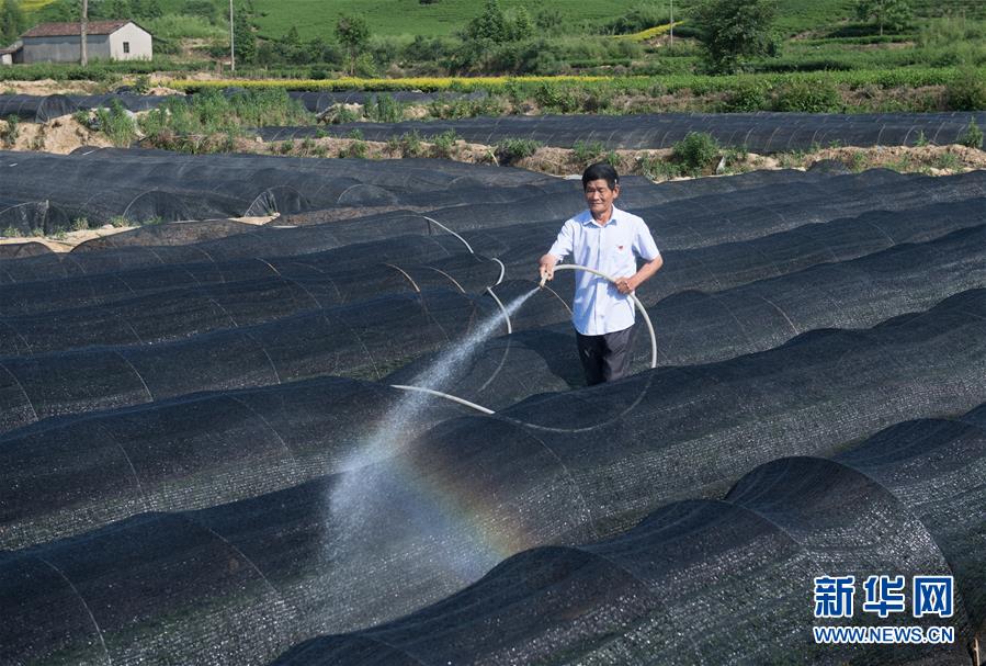 (新華全媒頭條·圖文互動)(6)安吉白茶奔向扶貧一線——浙江黃杜村農(nóng)民黨員先富幫后富向貧困地區(qū)捐贈“扶貧苗”