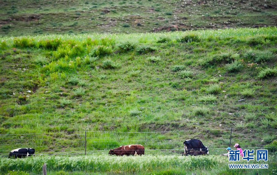 （社會(huì)）（13）夏日&ldquo;過(guò)林卡&rdquo; 親近大自然