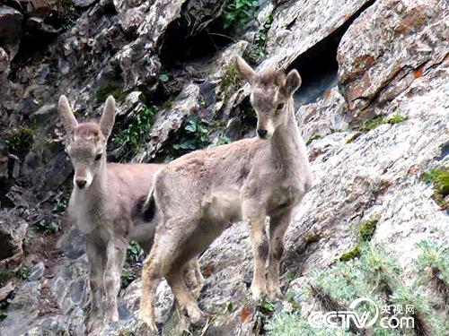 久美扎西拍攝的野生動物。
