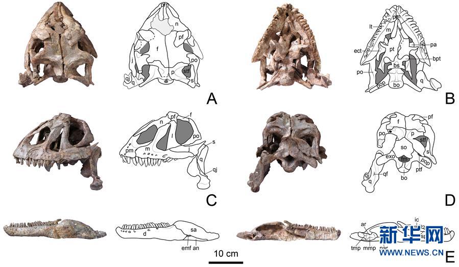 （圖文互動）（3）云南祿豐發(fā)現(xiàn)基干蜥腳型類恐龍新屬種&ldquo;孫氏彝州龍&rdquo;