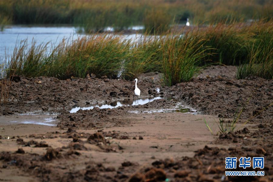 (新華視點·圖文互動)(4)福建10名黨員干部被問責的背后:7部門十余次執(zhí)法未能有效制止泉州灣濕地圍墾行為