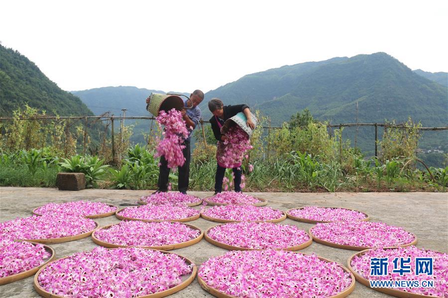(在習近平新時代中國特色社會主義思想指引下·慶祝改革開放40周年·綠色發展·圖文互動)(3)吹盡狂沙始到金——綠色發展之“金”的故事