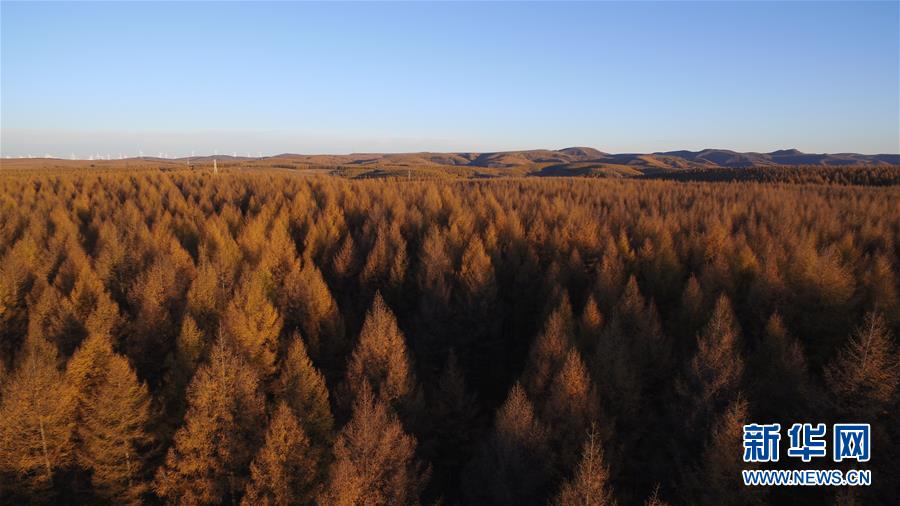 (新華全媒頭條·圖文互動)(6)那一抹綠色,走進越來越多人心里——河北塞罕壩續寫新時代綠色傳奇