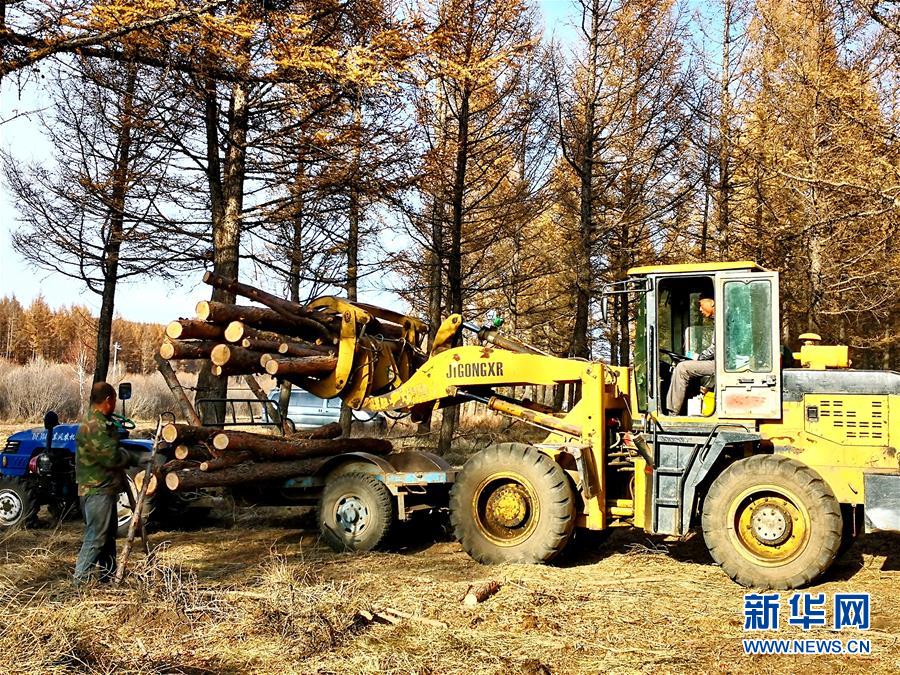 (新華全媒頭條·圖文互動)(7)那一抹綠色,走進越來越多人心里——河北塞罕壩續寫新時代綠色傳奇